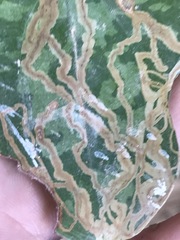 Marmara smilacisella