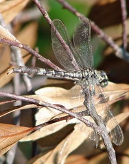 Arigomphus