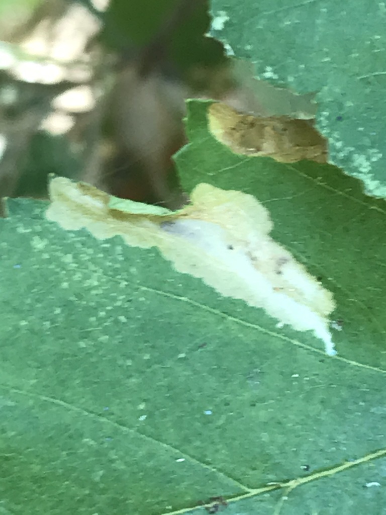Coptotriche crataegifoliae