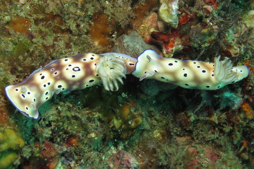 Hypselodoris tryoni