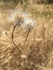 Crepis atribarba