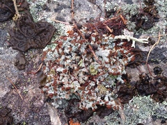 Stereocaulon dactylophyllum