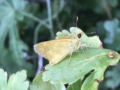 Ochlodes sylvanoides omnigena