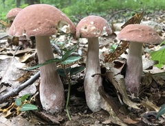Boletus separans