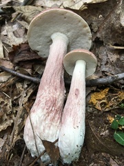 Boletus separans