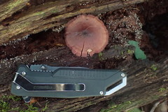 Callistosporium purpureomarginatum