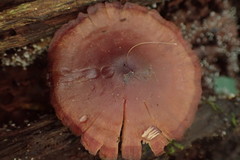 Callistosporium purpureomarginatum