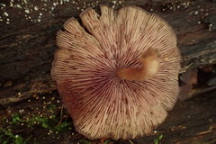 Callistosporium purpureomarginatum
