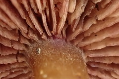 Callistosporium purpureomarginatum