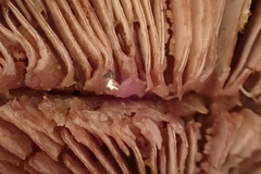 Callistosporium purpureomarginatum