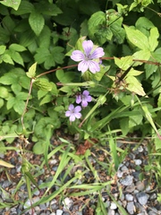 Geranium nodosum