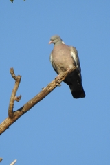 Columba palumbus