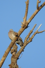 Columba palumbus