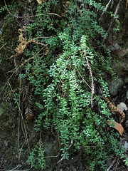 Galium muricatum