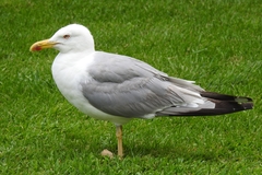 Larus michahellis
