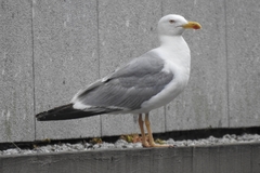 Larus michahellis