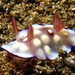 Chromodoris hintuanensis - Photo (c) Raymond™, some rights reserved (CC BY-NC-ND)