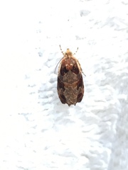 Olethreutes footiana