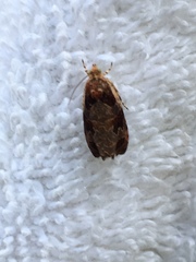 Olethreutes footiana