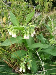 Symphytum officinale