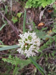 Spermacoce suaveolens