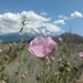 Baker's Globe Mallow - Photo (c) Joey Santore, some rights reserved (CC BY-NC), uploaded by Joey Santore