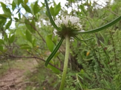 Spermacoce suaveolens