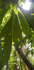 Carpotroche platyptera