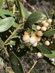 Arctostaphylos hispidula