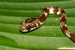 Sibon annulatus