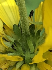 Verbesina alternifolia