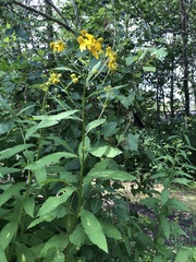 Verbesina alternifolia