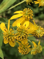 Verbesina alternifolia