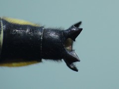 Phanogomphus borealis