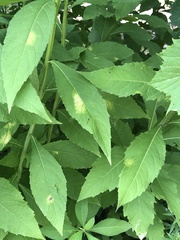Verbesina alternifolia