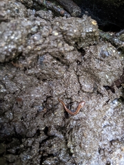 Plethodontinae