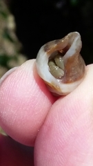 Pagurus granosimanus