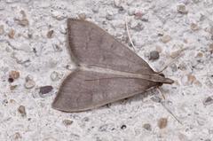 Mecyna asinalis