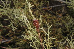 Aceria tamaricis