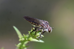 Heteropogon macerinus