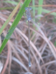 Lestes vidua