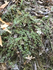 Galium muricatum