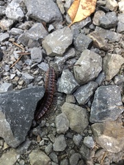 Pseudopolydesmus canadensis