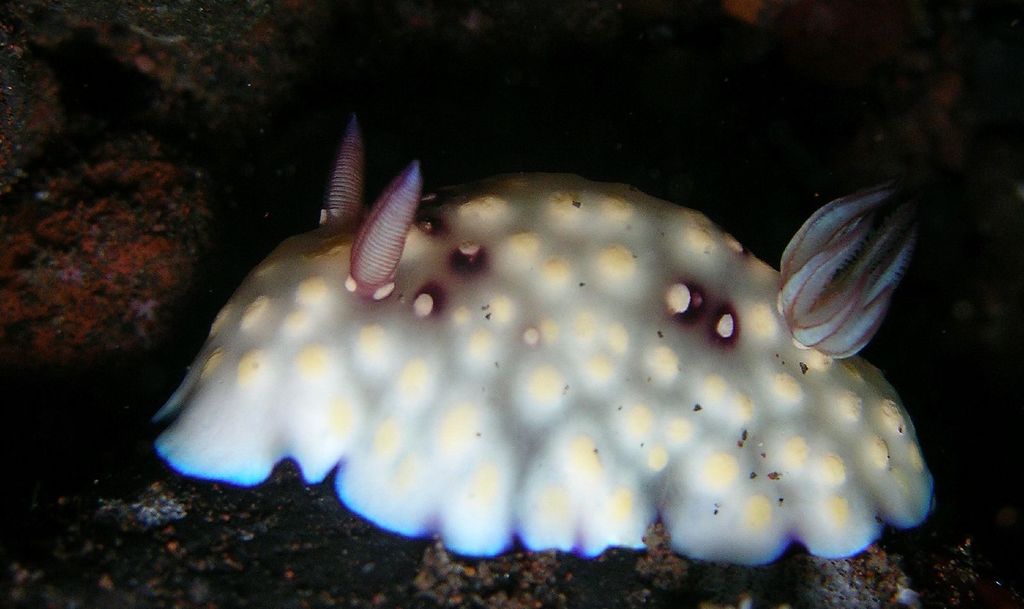 Bus Stop Nudibranch