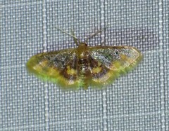 Idaea scintillularia