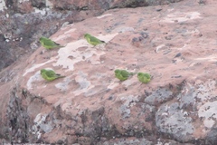 Psilopsiagon aurifrons