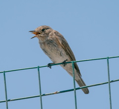 Muscicapa striata