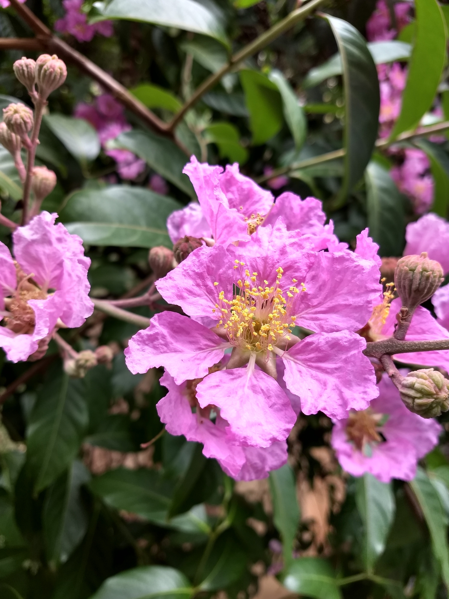 Lagerstroemia speciosa