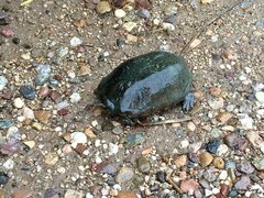 Kinosternon sonoriense