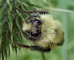 Bombus perplexus